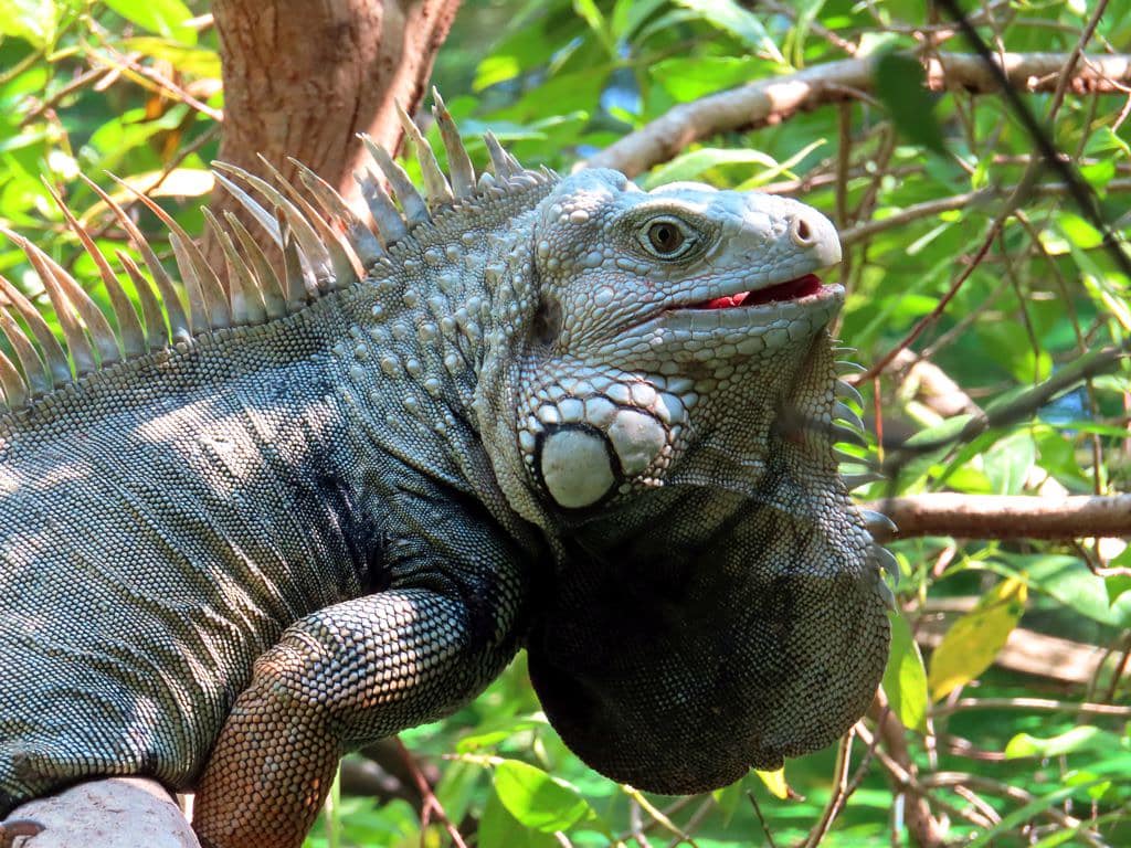 Reptiles Herbívoros