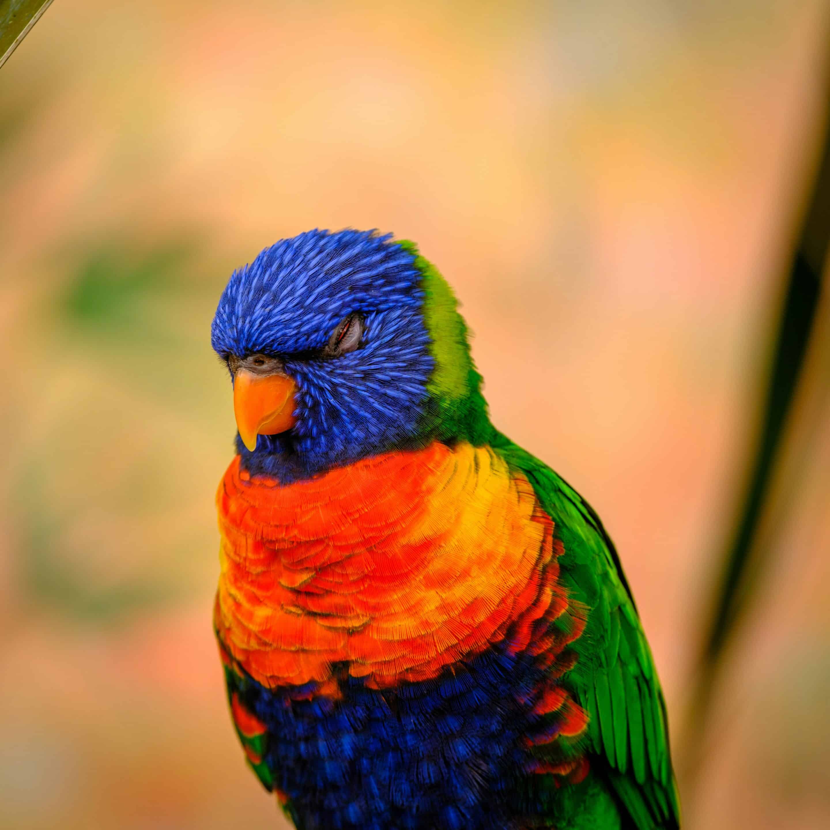 a colorful bird sitting on top of a tree branch